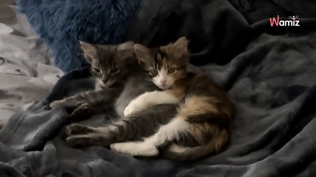 Elle laisse ses deux chatons seuls pendant 10 minutes : la surprise qu'ils lui réservent fait pleurer 737K personnes (vidéo)