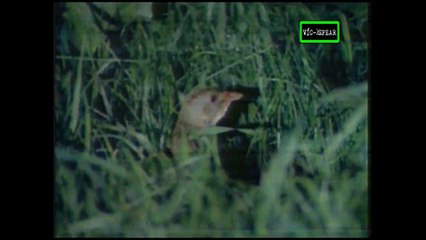 Sobrevivientes: El ultimo llamado del cuervo maicero - Documental (1990) - Español Latino