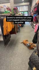 Quand tu ramènes ton chien à son magasin préféré pour se gratter
