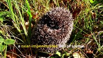 Fun Hedgehog Facts, Discover the Adorable World of Hoglets!