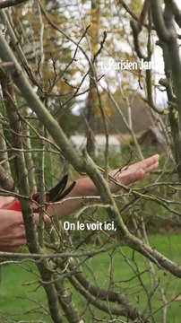 Quand et comment tailler un arbre fruitier ?