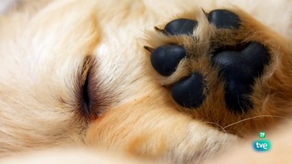 El Maravilloso Mundo de los Cachorros: Descubre su Vida y Hábitos