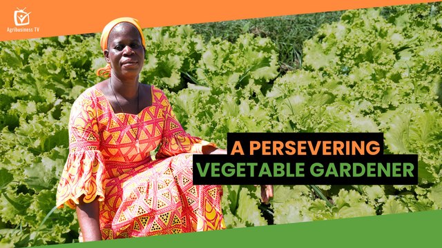 Burkina Faso: A persevering vegetable gardener