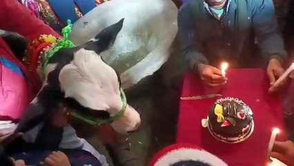 केक काटा, रिश्तेदारों को बुलाया.. परिवार में गाय के बछिया का मनाया बर्थडे