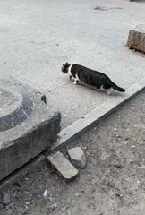 Cute cat🐱#cat #cute #shortsvideo