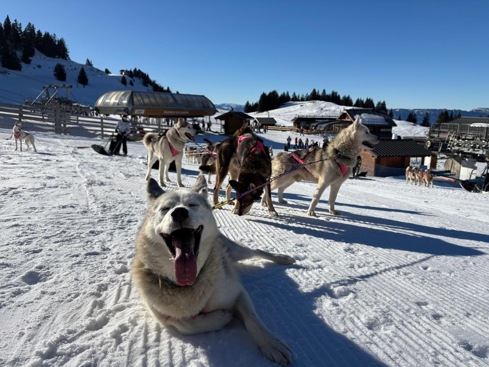 Des collégiens apprennent le métier de musher