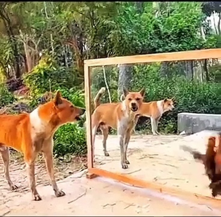 🐅🐻🐖🐕‍🦺🐓Animals vs mirror funny video 😆😆