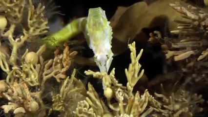 The Big Blue - Ocean Stories from Down Under - Episode 6