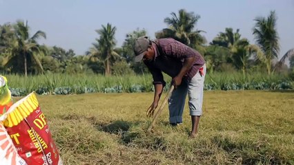 કામરેજ તાલુકાના ઉંભેળ ગામના ખેડૂત હેમંતભાઈ પટેલ વિદેશમાં કુદરતી પીણું નિરો નિકાસ કરીને ડોલરમાં કમાણી કરશે
