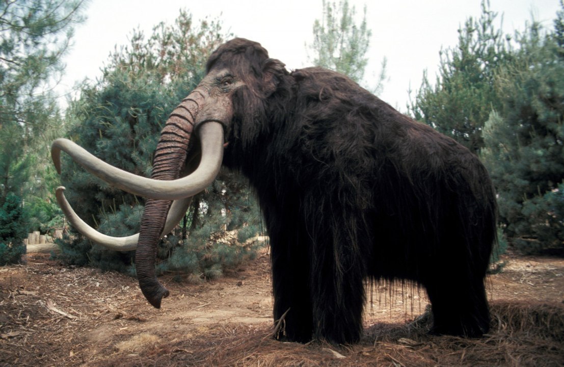 Woolly mammoths could return to Earth by 2028