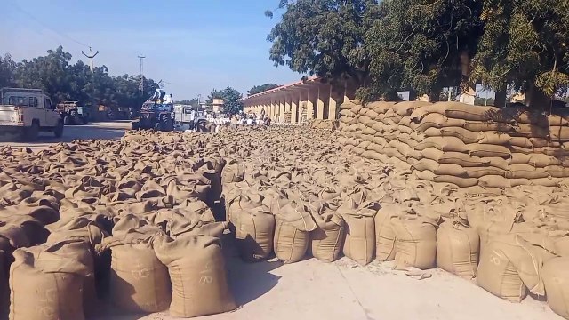 मूंग की आवक बढ़ी, भाव भी बढ़े, किसान उत्साहित, गत वर्ष की अपेक्षा इस माह आवक ज्यादा