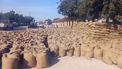मूंग की आवक बढ़ी, भाव भी बढ़े, किसान उत्साहित, गत वर्ष की अपेक्षा इस माह आवक ज्यादा