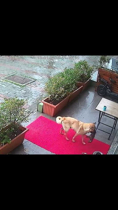 Cadela leva cria à beira da morte ao veterinário. Veja o momento