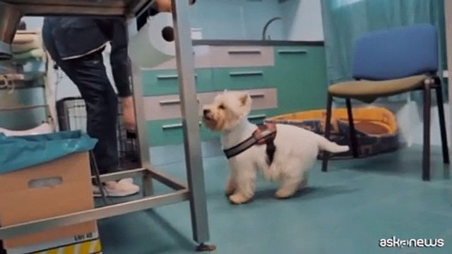 Altri animali , il doc su veterinari e Sardegna in anteprima a Roma