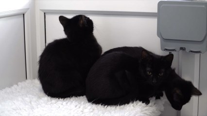 Why is Kent not adopting black cats?