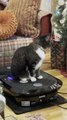 Chubby Cat Relaxes on Vibrating Plate