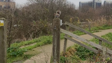 Tubby squirrel doesn’t tolerate being teased about its size by a visitor