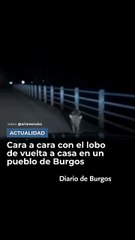 Cara a cara con el lobo de vuelta a casa en un pueblo de Burgos