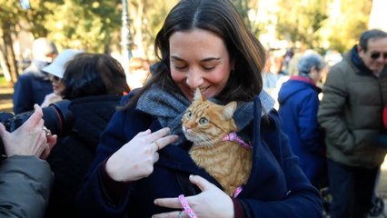 El San Antón de los animales de compañía cumple en Salamanca 45 años