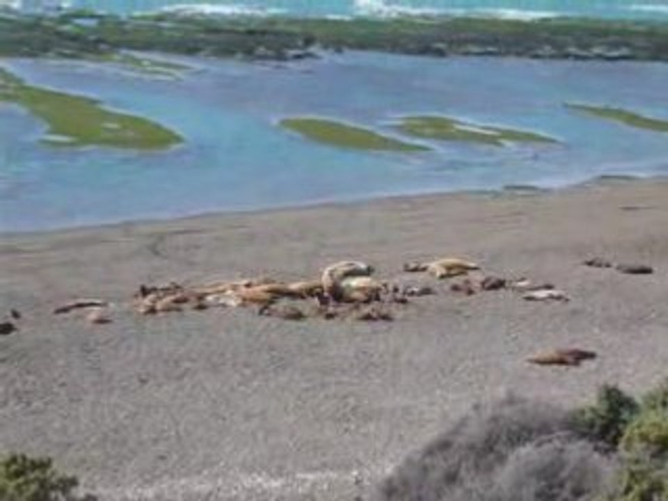 Loup de mer de Puerto Madryn
