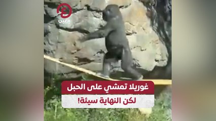 غوريلا تمشي على الحبل لكن النهاية سيئة!
