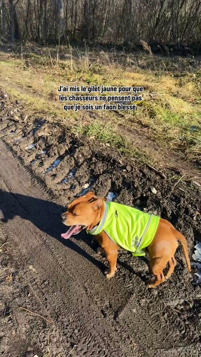 Une balade en forêt avec un chien qui a trois hernies discale