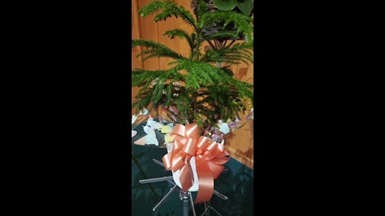 Flowers and Cards for Naomi Grace