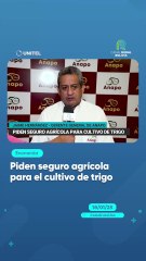 Piden seguro agrícola para el cultivo de trigo