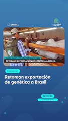 Retoman exportación de genética a Brasil