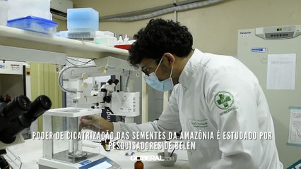 Poder de cicatrização das sementes da Amazônia é estudado por pesquisadores de Belém