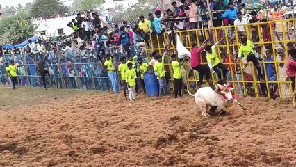 புதுக்கோட்டை அருகே வடமலாப்பூரில் நடைபெற்று வரும் பிரம்மாண்டமான ஜல்லிக்கட்டு போட்டியை காண வந்த பிரெஞ்சு நாட்டினர்