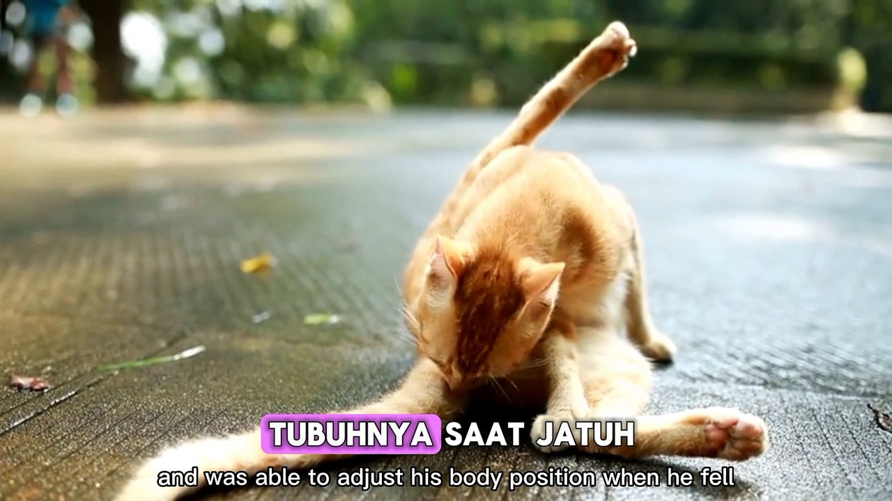 Fakta atau mitos ; benarkah kucing memiliki 9 nyawa