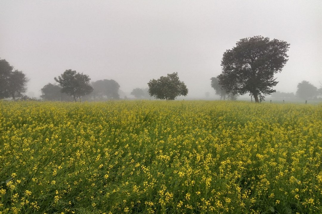 Rajasthan Weather : गुलाबी नगर में छाया घना कोह...