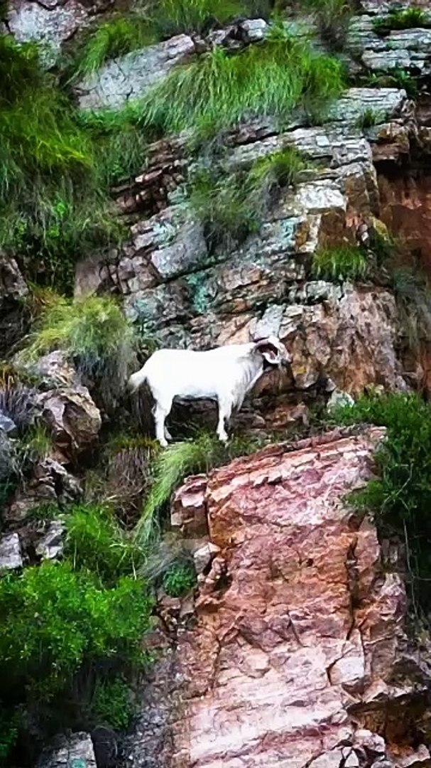 ⁣How Goats Can Climb Mountains 🐐