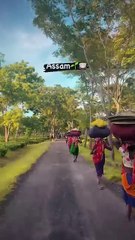Assam tea -assam _teagarden _#viral