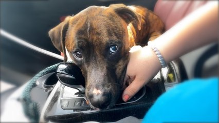 Dog Who Just Got Adopted Holds Mom's Hand The Whole Way Home