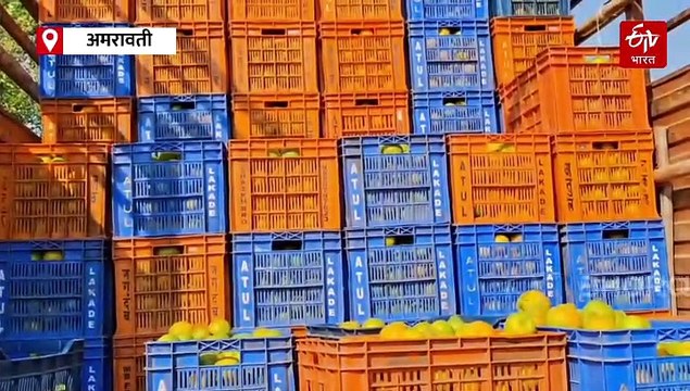 ...तर विदर्भातील संत्र्यांना मिळणार 'प्रीमियम मार्केट', संत्रा उत्पादकांनी नेमकं काय करावं? तज्ञांचं मत काय? वाचा 'ईटीव्ही भारत'चा स्पेशल रिपोर्ट