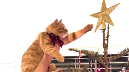 Clingy Kitten Gets To Pick Out Family's Christmas Tree