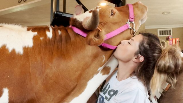 700-pound Cow Still Thinks She's Her Mom's Baby