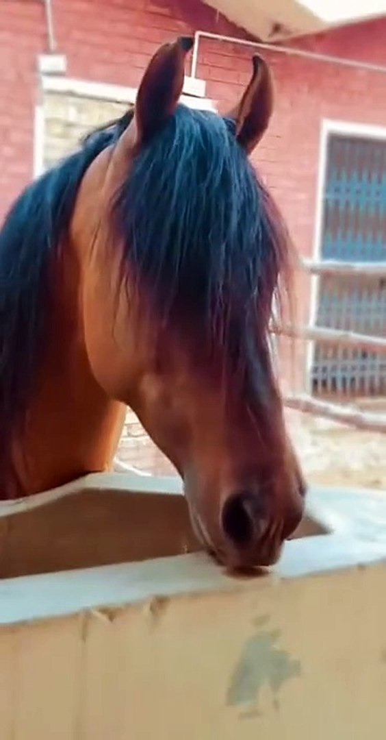 ⁣Horse🐎🐎 lover's