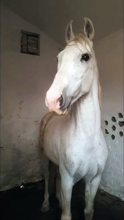 Horse🐎🐎 lover's