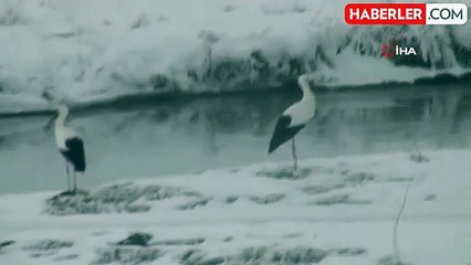 Kars'ta Göç Edemeyen Leylekler Zorlu Kış Şartlarında Görüntülendi