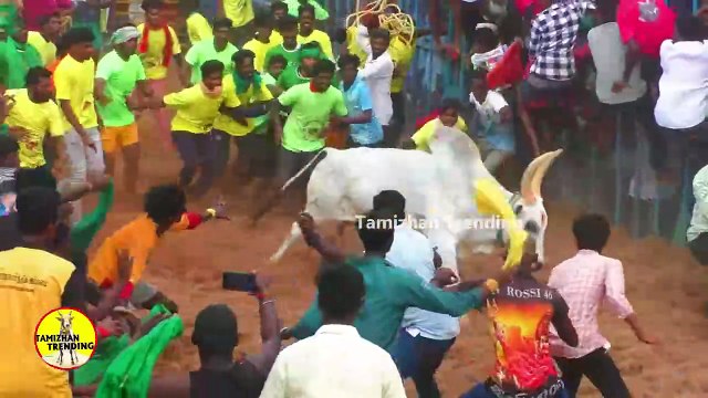 Jallikattu /tamil nadu culture/pongal game
