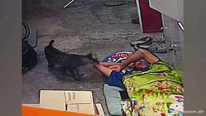 CATS will make you LAUGH NO MATTER WHAT 😹 Funny Cat Videos of 2024