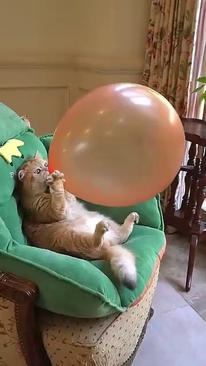 Fur-tastic Fails & Funnies