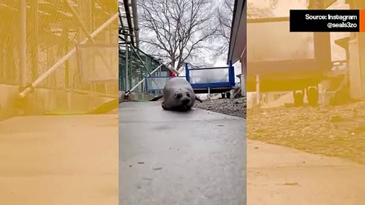 Hulvaton video: harva asia on hauskempi kuin maalla liikkuva hylje