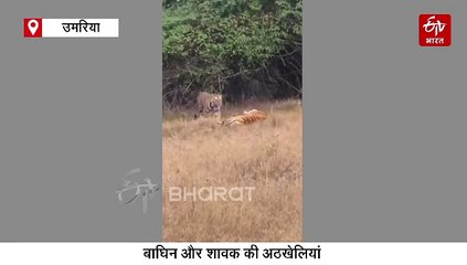 मां-बेटे का प्यार किसी का भी मन मोह लेगा, बांधवगढ़ की ये अठखेलियां कर देंगी रोमांचित