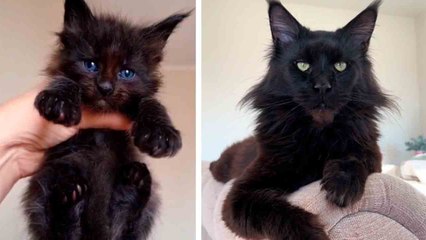 Tutustu Cobran, valtavaan maine coon -kissaan, joka kasvaa yhä suuremmaksi