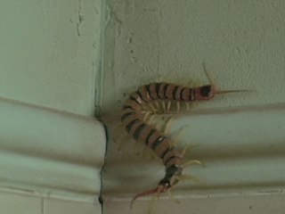 JOJI - SPINNING OFF PENICILLIN