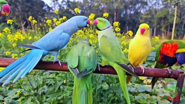 Blue Ringneck Parrot Sounds   | Animaltalking6070